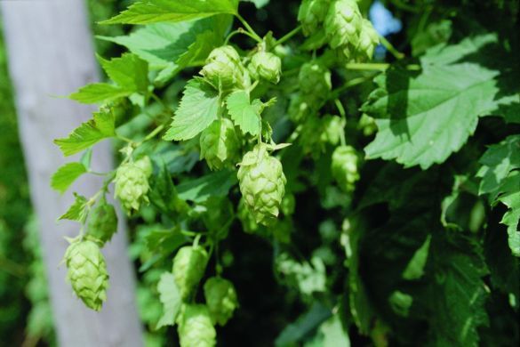 Hopfen (Foto: GfÖ)