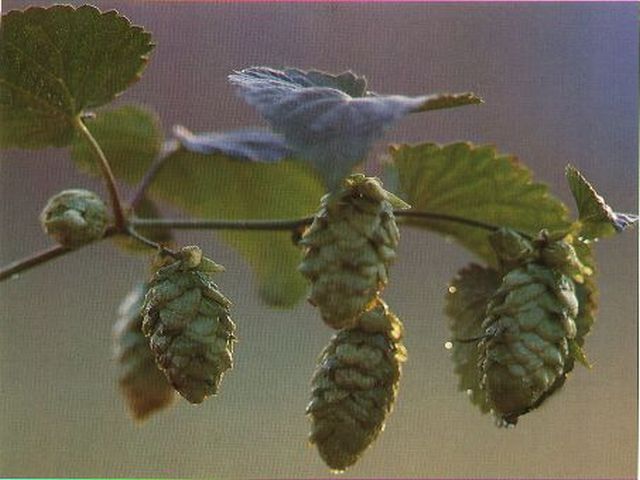 Hopfen